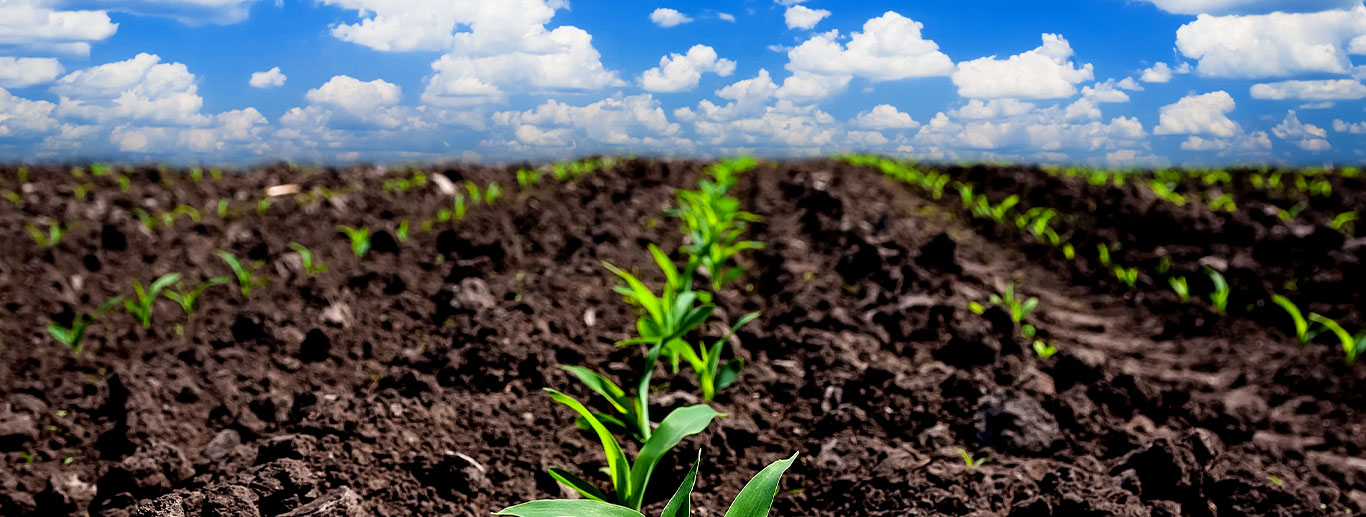 A field with green plants growing in the middle of it.