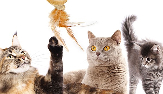 Three cats playing with a feather toy.